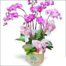 兰花鲜花盆栽 品种选购与养护全指南