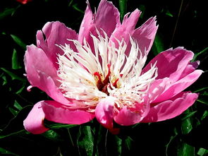 花卉的魅力与多样性